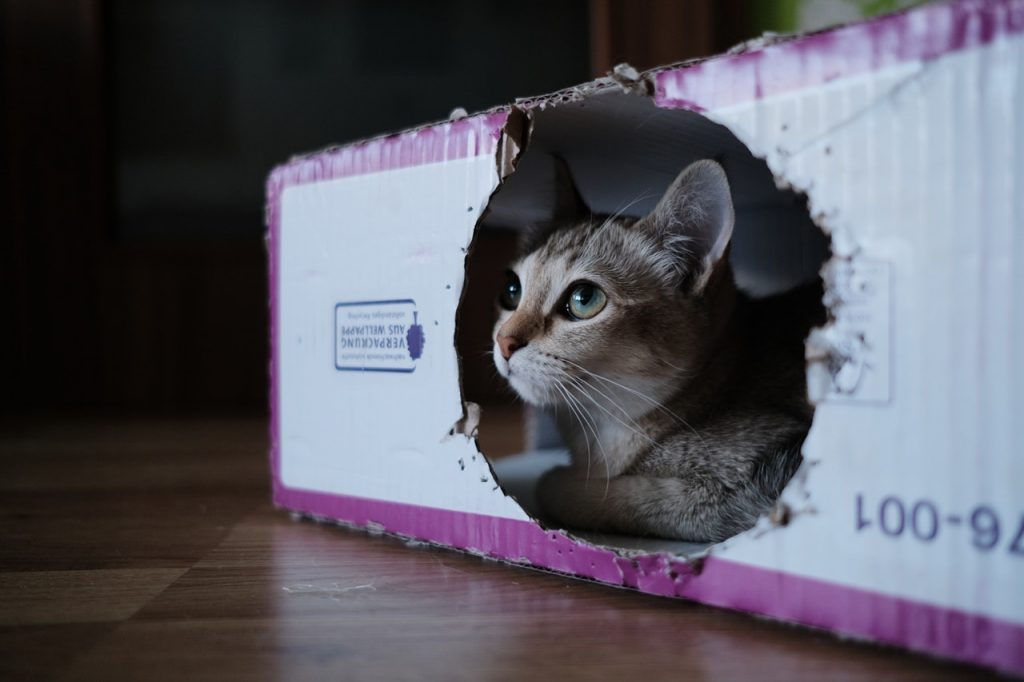 Chat dans un carton