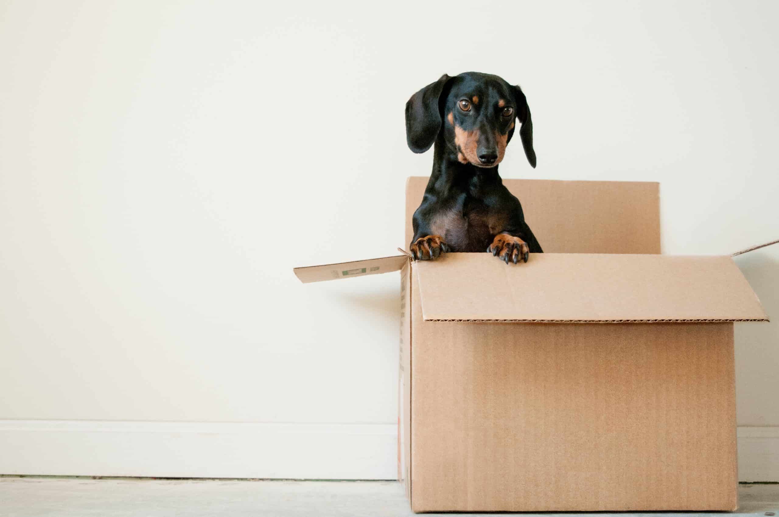 Chien teckel appuyé sur le bord d'un carton de déménagement ouvert